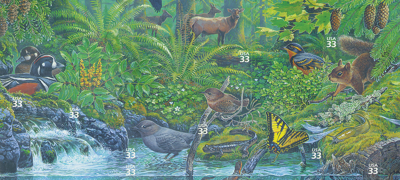 Pacific Coast Rain Forest