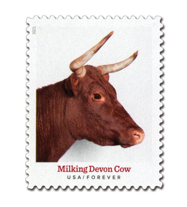 #5585 - 2021 First-Class Forever Stamp - Heritage Breeds: Milking Devon Cow